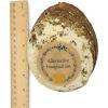 imageAbalone Shell 5 Inches or Larger  Holds Incense Trinkets and More  Incense Holder for Smudging Home Decor  Alternative Imagination6 Inches