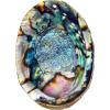 imageAbalone Shell 5 Inches or Larger  Holds Incense Trinkets and More  Incense Holder for Smudging Home Decor  Alternative Imagination6 Inches