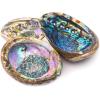 imageAbalone Shell 5 Inches or Larger  Holds Incense Trinkets and More  Incense Holder for Smudging Home Decor  Alternative Imagination6 Inches