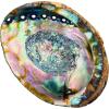 imageAbalone Shell 5 Inches or Larger  Holds Incense Trinkets and More  Incense Holder for Smudging Home Decor  Alternative Imagination6 Inches