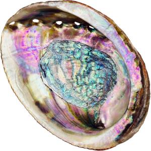 imageAbalone Shell 5 Inches or Larger  Holds Incense Trinkets and More  Incense Holder for Smudging Home Decor  Alternative Imagination5 Inches
