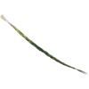imageAlternative Imagination Sweetgrass Incense Braid Extra Large 24quot1